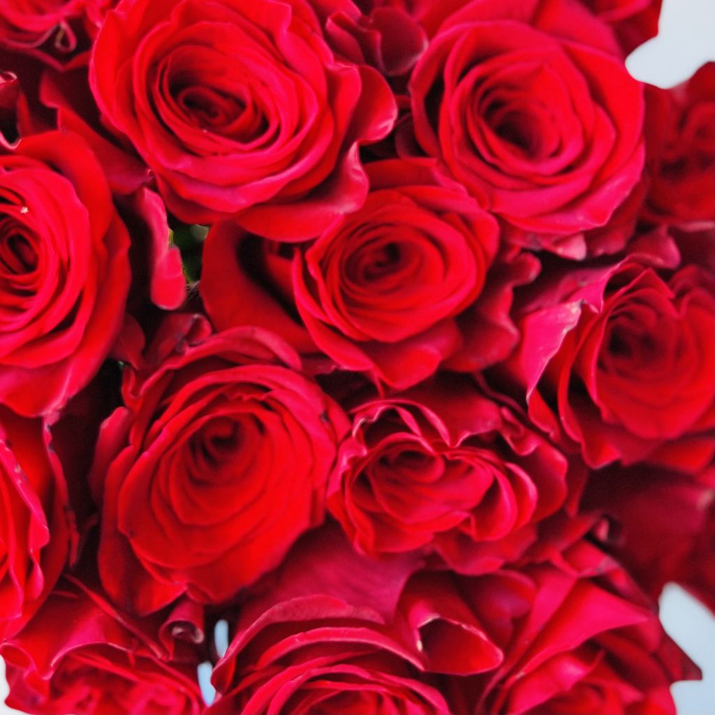 Ramo de rosas rojas de cerca