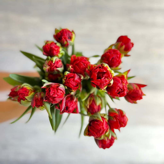 Tulipanes Rojos Dobles